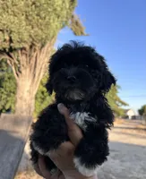 Cruella, a female Maltipoo and Poodle - Toy  for sale in Atwater, CA – 3 of 6