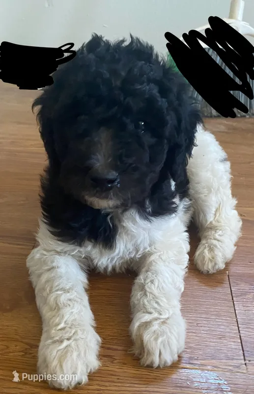 girl 1 – Labrador Retriever, Poodle - Standard  puppy for sale in Merced, CA