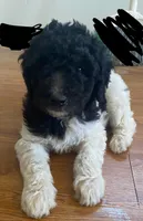 girl 1, a female Labrador Retriever and Poodle - Standard  for sale in Merced, CA – 1 of 3