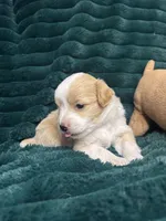 Spot, a male Chihuahua and Pomeranian for sale in Merced, CA – 5 of 7