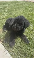 Milo , a male Labradoodle for sale in Merced, CA – 1 of 1