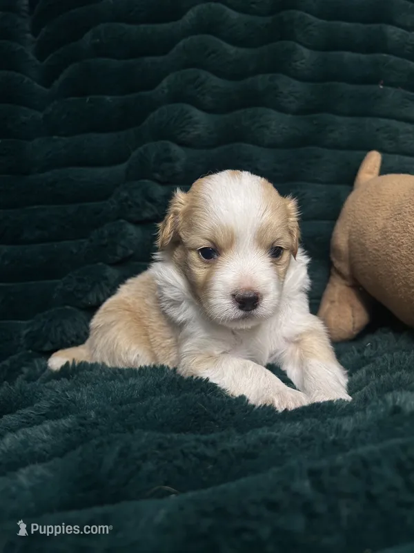 Spot – Chihuahua, Pomeranian puppy for sale in Merced, CA