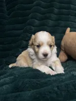 Spot, a male Chihuahua and Pomeranian for sale in Merced, CA – 1 of 7