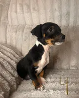 Remy, a male Chihuahua and Miniature Pinscher for sale in San Jose, CA – 3 of 4