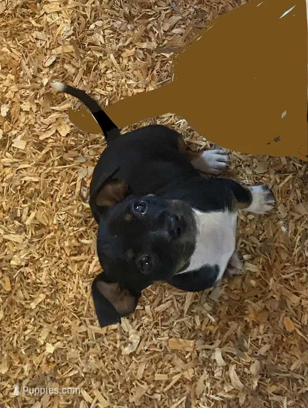 Remy – Chihuahua, Miniature Pinscher puppy for sale in Winton, CA