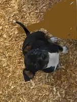 Remy, a male Chihuahua and Miniature Pinscher for sale in Winton, CA – Photo 1 of 7