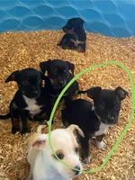 Remy, a male Chihuahua and Miniature Pinscher for sale in Winton, CA – Photo 5 of 7