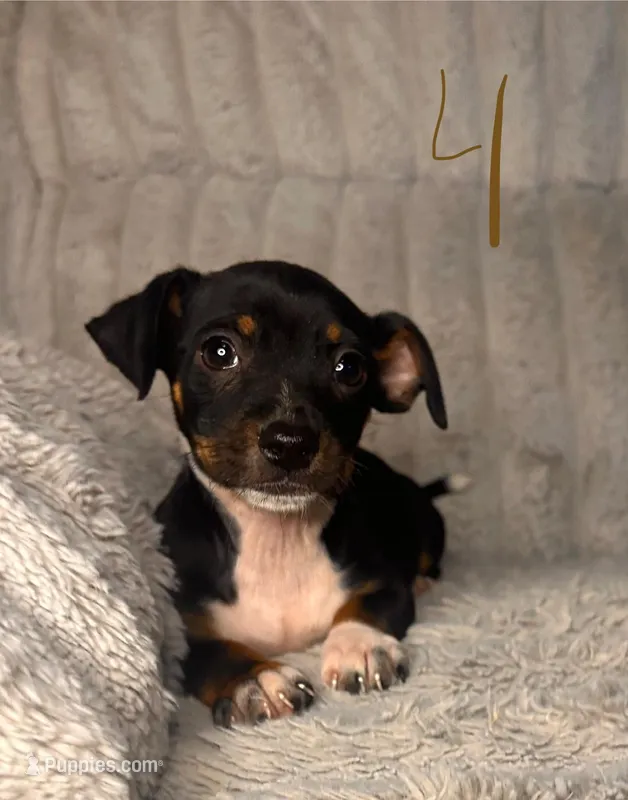 Remy – Chihuahua, Miniature Pinscher puppy for sale in Winton, CA