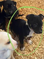 Remy, a male Chihuahua and Miniature Pinscher for sale in Winton, CA – Photo 7 of 7