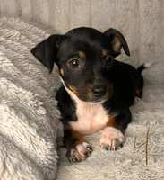 Remy, a male Chihuahua and Miniature Pinscher for sale in San Jose, CA – 2 of 4