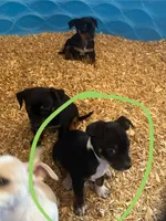 Remy, a male Chihuahua and Miniature Pinscher for sale in Winton, CA – Photo 6 of 7