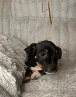 Remy, a male Chihuahua and Miniature Pinscher for sale in San Jose, CA – 4 of 4