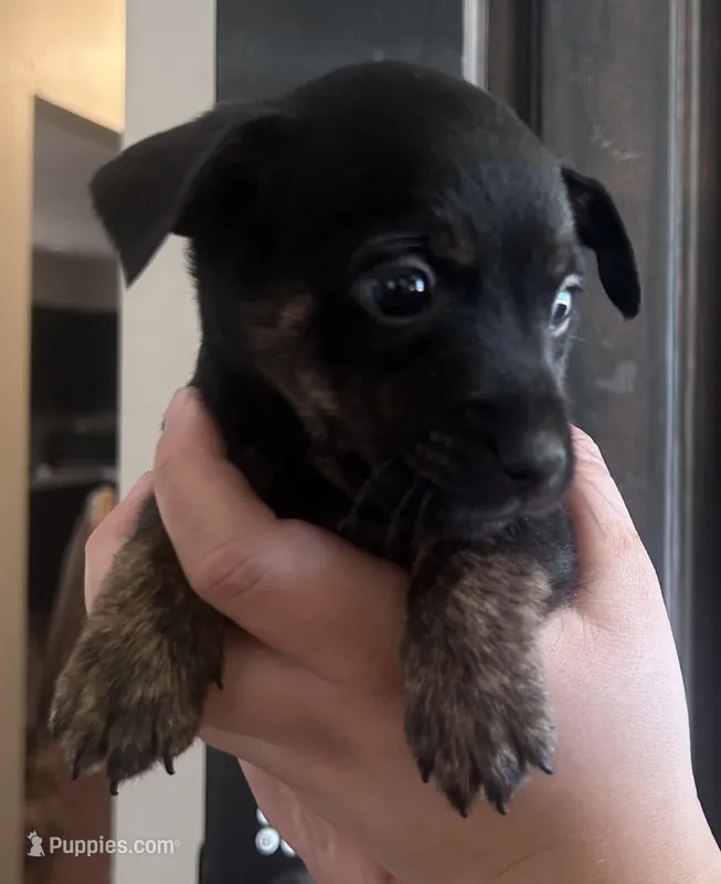 Tiger – Rat Terrier, Chihuahua puppy for sale in Atwater, CA