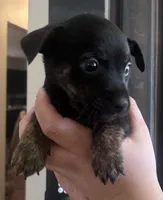 Tiger, a male Rat Terrier and Chihuahua for sale in Atwater, CA – 1 of 4