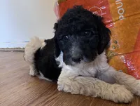 boy 1, a male Labrador Retriever and Poodle - Standard  for sale in Merced, CA – 2 of 4