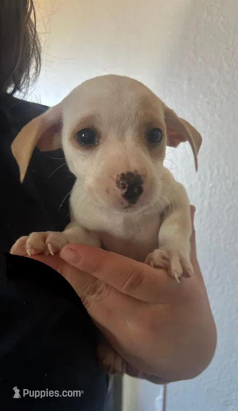 Max – Chihuahua puppy for sale in Winton, CA
