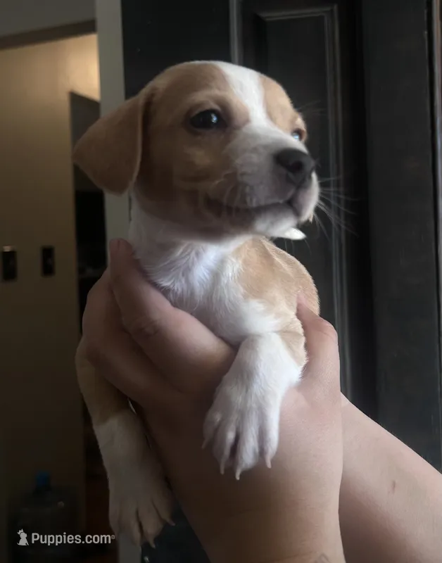 Dot – Rat Terrier, Chihuahua puppy for sale in Atwater, CA