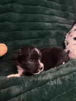 Oreo, a male Chihuahua and Pomeranian for sale in Merced, CA – 5 of 8