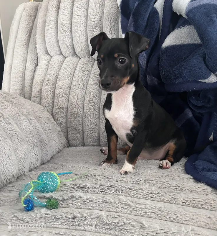 Remy – Chihuahua, Miniature Pinscher puppy for sale in Merced, CA