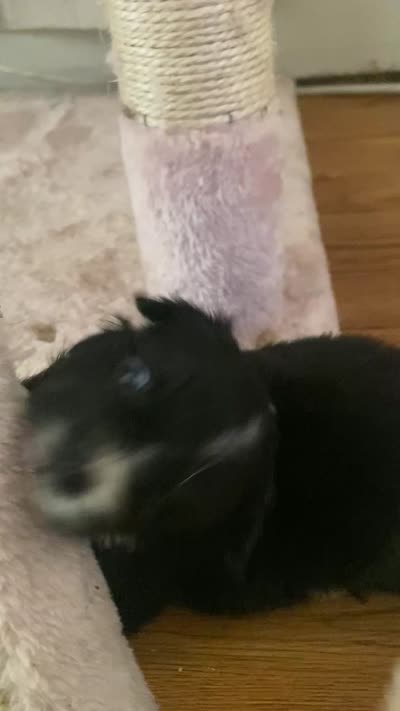 Oreo, a male Chihuahua and Pomeranian for sale in Atwater, CA – 9 of 9
