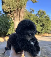 Cruella, a female Maltipoo and Poodle - Toy  for sale in Atwater, CA – 6 of 6