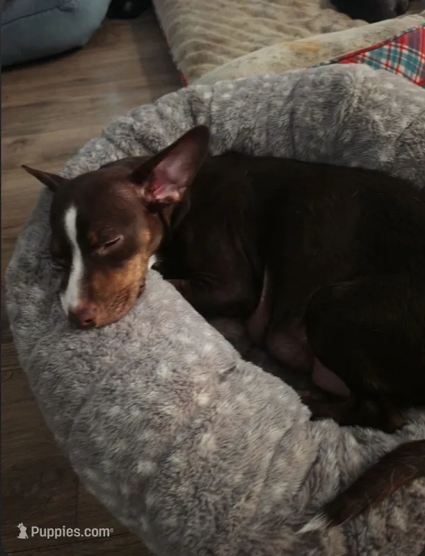 Girl – Rat Terrier, Chihuahua puppy for sale in Atwater, CA