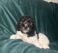 big boy, a male Labradoodle and Poodle - Standard  for sale in Merced, CA – 3 of 5