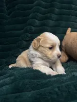 Spot, a male Chihuahua and Pomeranian for sale in Merced, CA – 4 of 7