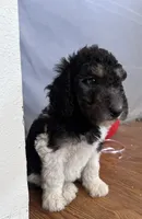 girl 2, a female Labrador Retriever and Poodle - Standard  for sale in Merced, CA – 4 of 5