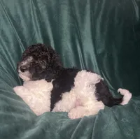 Niko, a male Labradoodle and Poodle - Standard  for sale in Merced, CA – 3 of 5