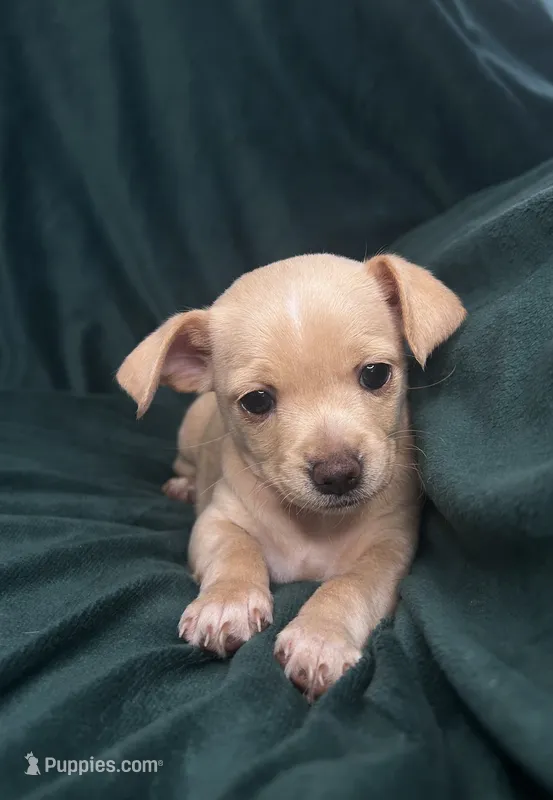 sweetie – Chihuahua puppy for sale in Merced, CA