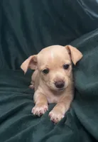 sweetie, a female Chihuahua for sale in Merced, CA – 1 of 3