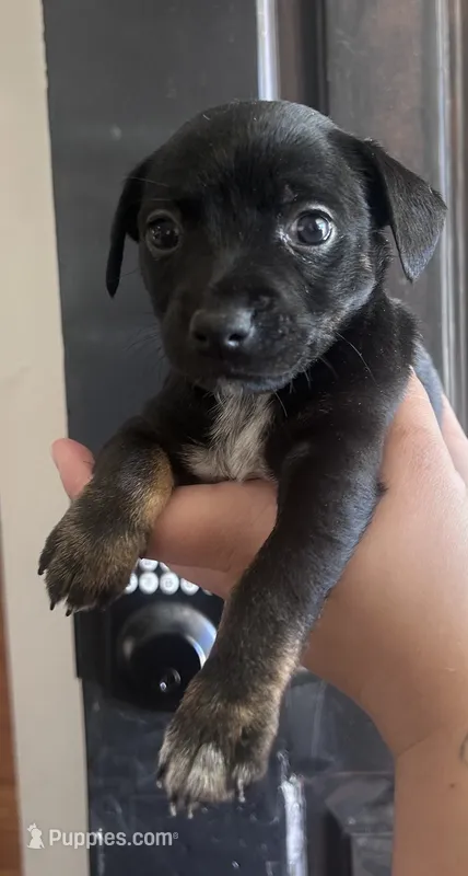Mochi – Rat Terrier, Chihuahua puppy for sale in Atwater, CA
