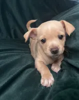 sweetie, a female Chihuahua for sale in Merced, CA – 2 of 3