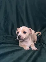 Rayita, a male Chihuahua for sale in Merced, CA – 2 of 3