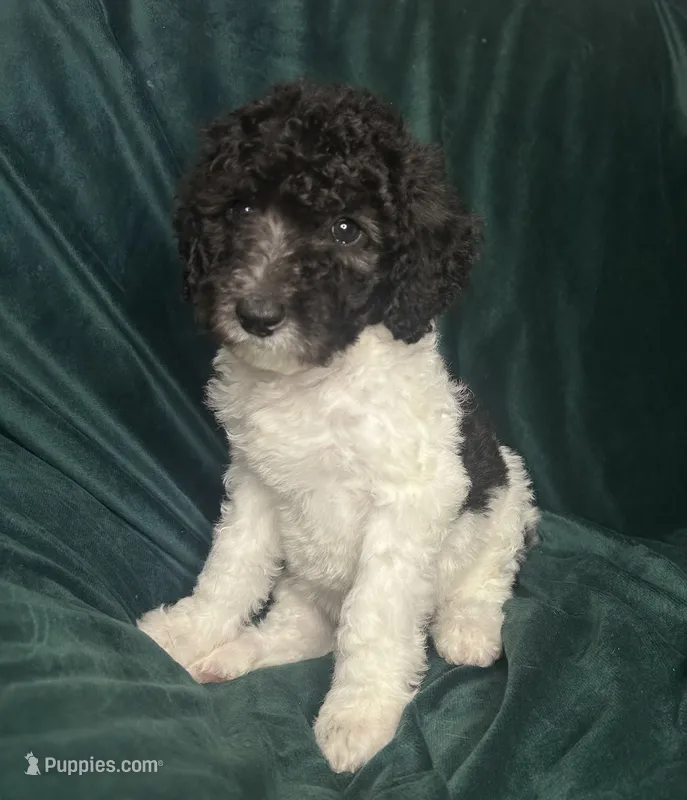 Niko – Labradoodle, Poodle - Standard  puppy for sale in Merced, CA