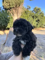 Cruella, a female Maltipoo and Poodle - Toy  for sale in Atwater, CA – 2 of 6