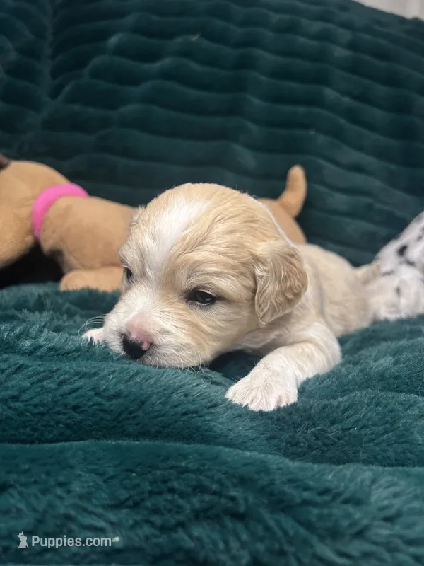Snickerdoodle – Chihuahua, Pomeranian puppy for sale in Merced, CA