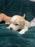 Snickerdoodle, a male Chihuahua and Pomeranian for sale in Merced, CA – 1 of 6
