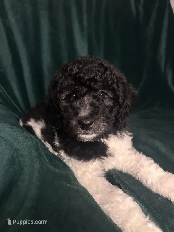big girl – Labradoodle, Poodle - Standard  puppy for sale in Merced, CA