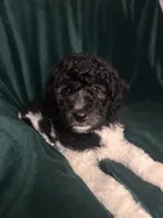 big girl, a female Labradoodle and Poodle - Standard  for sale in Merced, CA – 1 of 5