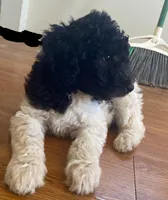 girl 1, a female Labrador Retriever and Poodle - Standard  for sale in Merced, CA – 3 of 3