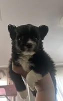 Oreo (runt), a male Chihuahua and Pomeranian for sale in Atwater, CA – 3 of 5