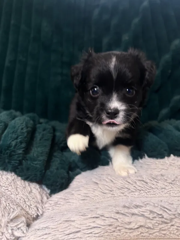 Oreo (runt) – Chihuahua, Pomeranian puppy for sale in Atwater, CA