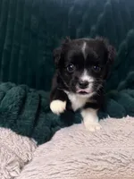 Oreo (runt), a male Chihuahua and Pomeranian for sale in Atwater, CA – 1 of 5