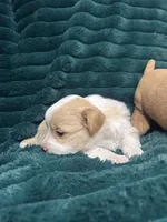 Spot, a male Chihuahua and Pomeranian for sale in Merced, CA – 3 of 7