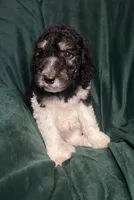 Cejas, a female Labradoodle and Poodle - Standard  for sale in Merced, CA – 4 of 5