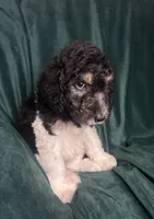 Cejas, a female Labradoodle and Poodle - Standard  for sale in Merced, CA – 5 of 5