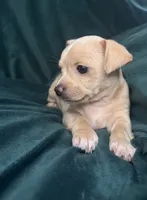 sweetie, a female Chihuahua for sale in Merced, CA – 3 of 3