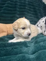 Snickerdoodle, a male Chihuahua and Pomeranian for sale in Merced, CA – 4 of 6